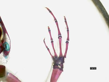 Media type: image;   Herpetology A-136906